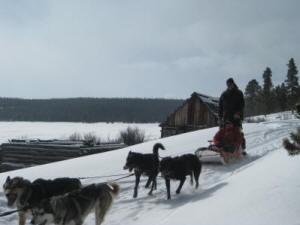 WinterhawkDogsledAdventures1